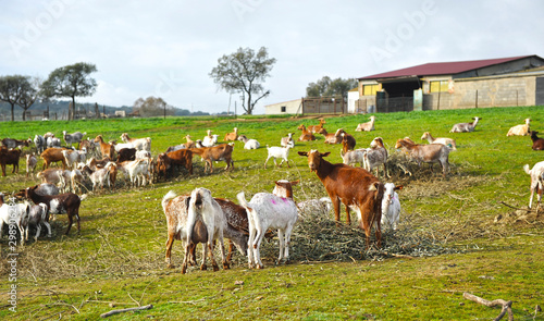 Herd of goats in the farm, production of milk for cheese in Extremadura, Spain