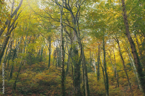 Autumn forest with trees and golden foliage in the riverbed, with soft sunlight.