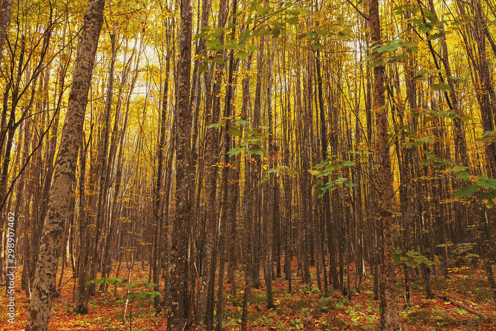 Autumn forest with trees and golden foliage in the riverbed, with soft sunlight.