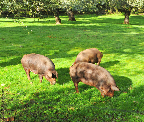 Canvas-taulu A iberian pig pata negra feeding on acorns near the villages of Almonaster and