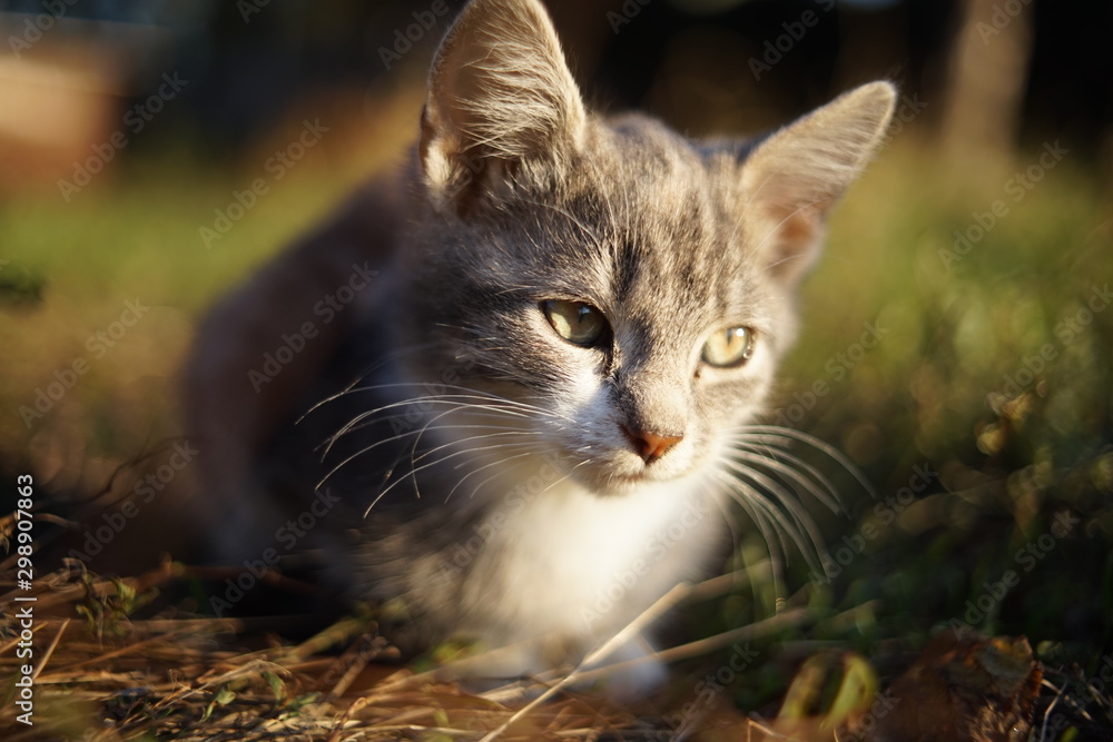 A small pale gray kitten lies on a on a green grass in the garden. Cute domestic animal portrait. Kitty relaxed at sunset