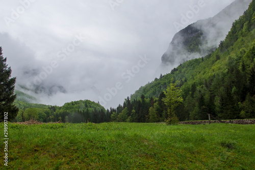 Green meadow in foreground and mountain with forest, clouds and fog in background