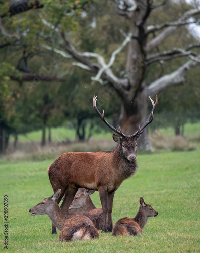 Group of red deer, including male with antlers and female hinds, photographed in autumn in countryside near Burley in the New Forest, Hampshire UK. photo