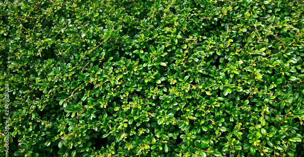 Green leaf texture Leaf texture background Green leaf texture Leaf texture background