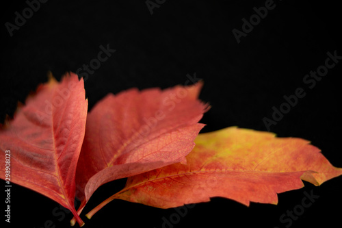 Autumn in orange: angle view close up of red wisteria leaves in shades of red and orange on white background