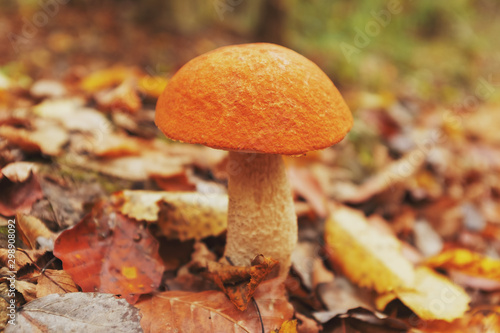 Big mushroom with an orange hat in the autumn forest of the Caucasus.
