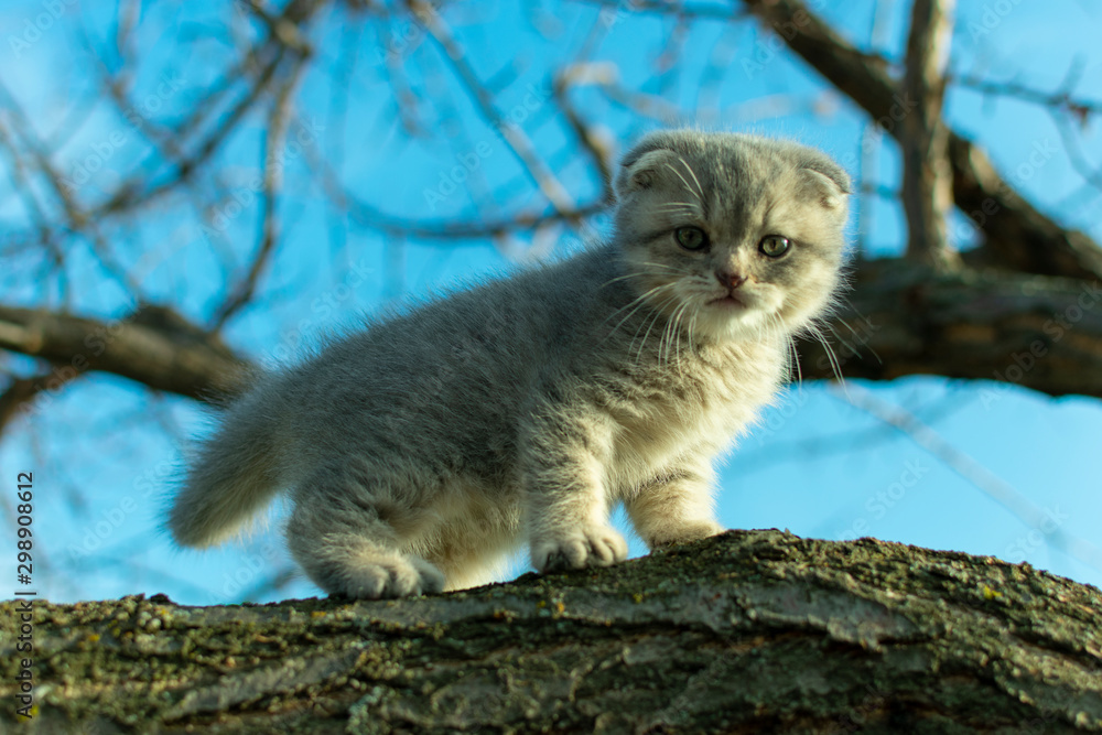 small fold scottish kitten climbed a tree branch in autumn, close up