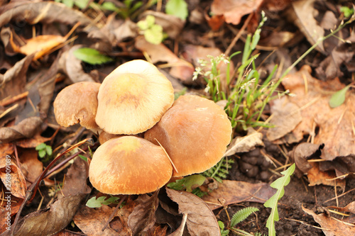 Yellow mushrooms in a beautiful autumn forest.