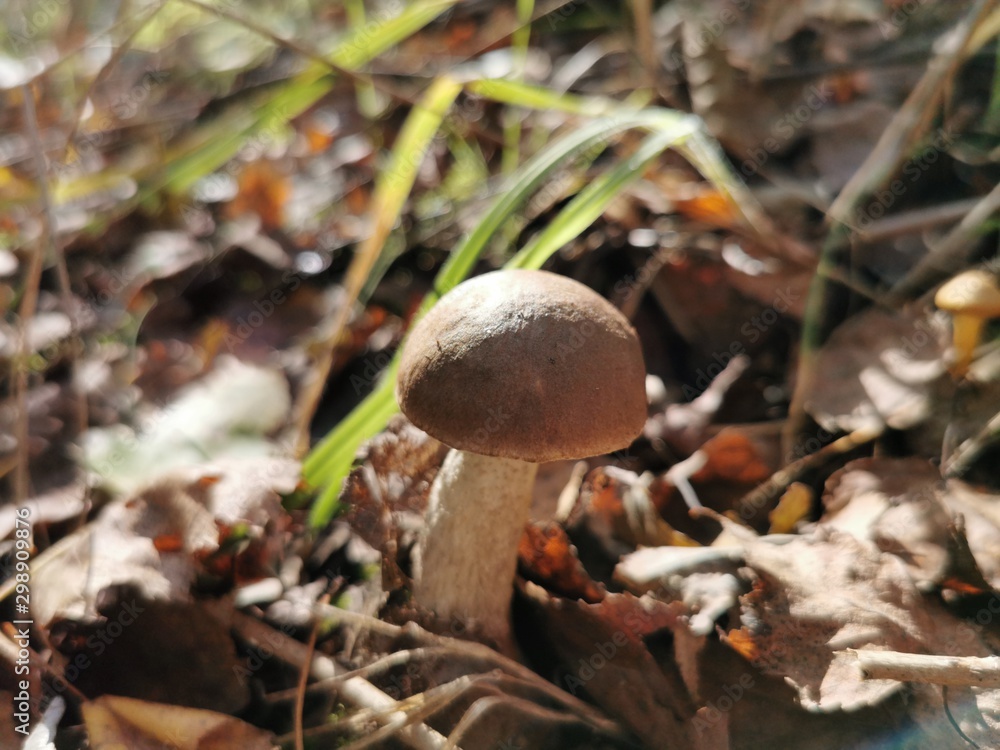 mushrooms in forest mushrooms in forest