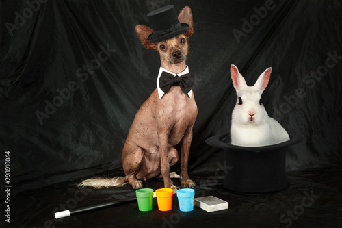 Foto Thoroughbred Xoloitzcuintli dog dressed as a magician