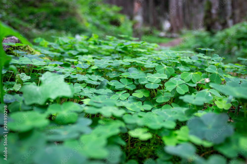 clover in the forest clover in the forest