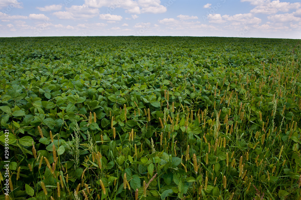 Naklejka premium ukrainian field of wheat 