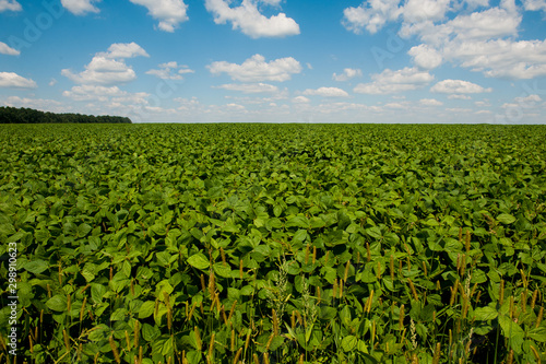 ukrainian field of wheat 