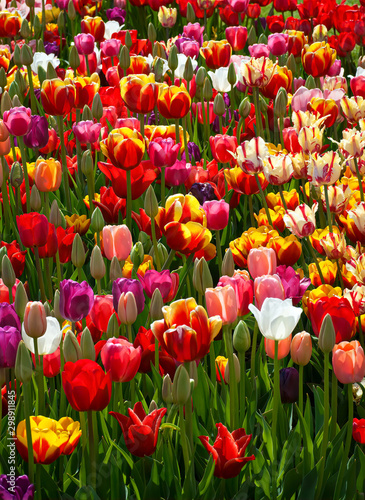 Fotografie Mass of tulip flowers (Tulips) backlit by the sun.