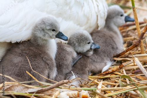 Fluffy baby mute swan cygnet chicks (Cygnus olor) under mother's wing, on nest at Grand Canal, Dublin, Ireland. Cuddling together beside white feathered mother photo