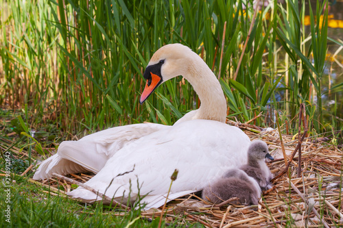 Canvas Print Mute swan female bird with four cygnets chicks signets, Cygnus olor