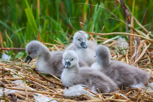 Photography Four baby mute swan cygnets signets chicks, Cygnus olor, on nest at Grand Canal, Dublin, Ireland