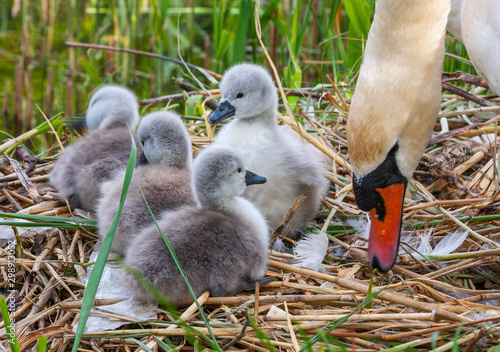 Photography Mute swan female pen with four cygnets signets chicks, Cygnus olor