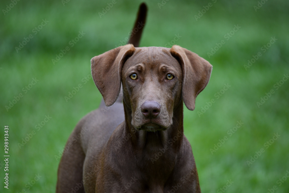 Weimaraner and lab sales mix