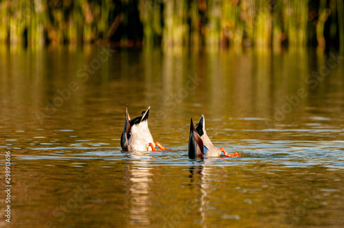 Upside down ducks