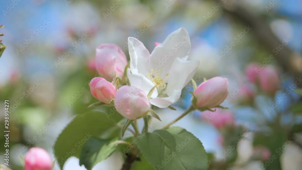 Close up for white apple flower buds on a branch. Closeup on flowering bloom of apple tree blossoming flowers in spring garden. Slow motion. Shallow DOF. Spring day. Blue sky. Close up for white apple flower buds on a branch. Closeup on flowering bloom of apple tree blossoming flowers in spring garden. Slow motion. Shallow DOF. Spring day. Blue sky.