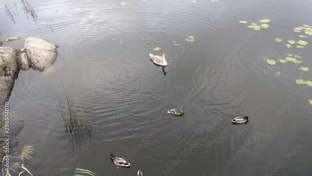 lake life A young swan and ducklings, lake life A young swan and ducklings,