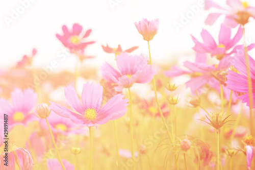 Cosmos flowers look beautiful and sweet pink. © MrWirot