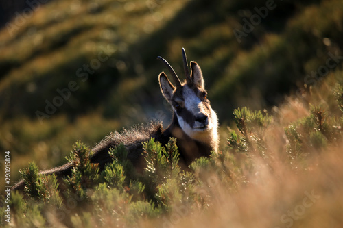 Fototapeta Naklejka Na Ścianę i Meble -  Kozica