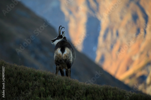 Fototapeta Naklejka Na Ścianę i Meble -  Kozica
