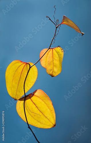 Leaves of Common Greenbrier, Roundleaf Greenbrier, (Smilax rotundifolia) in autumn photo