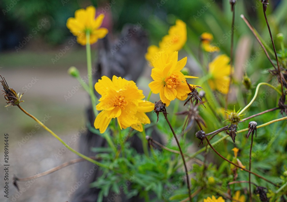 Fototapeta premium flower in thailand