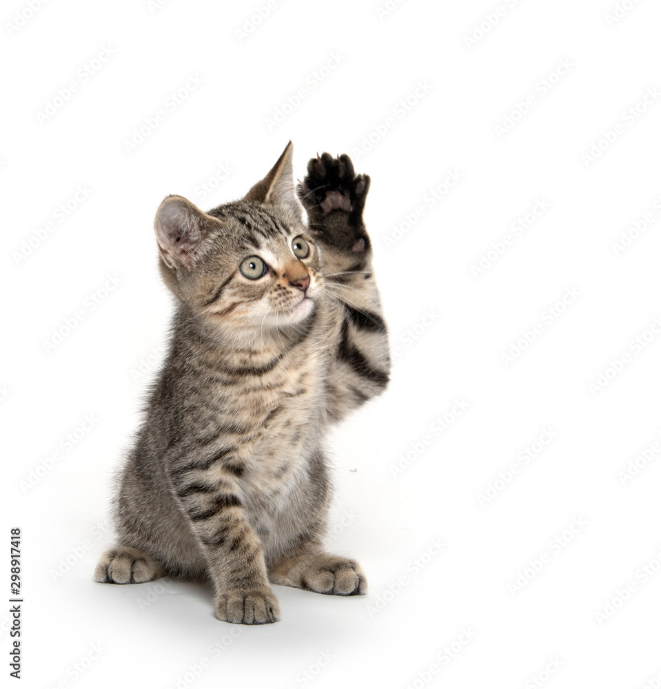 Cute kitten playing on white background