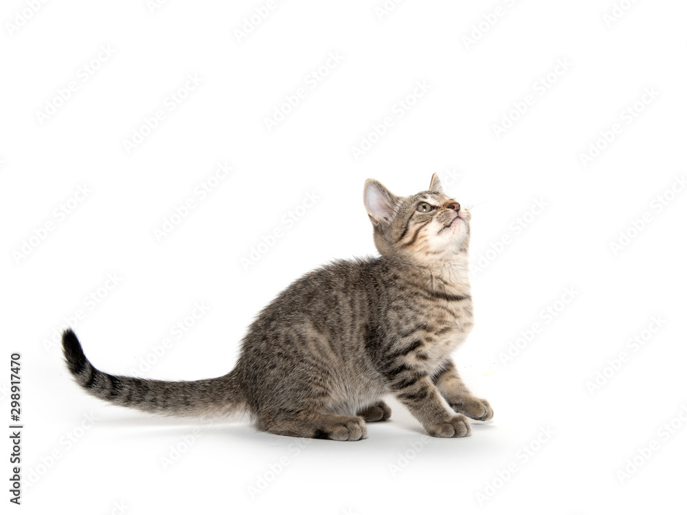 Cute kitten playing on white background