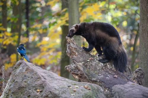 Eurasian magpie teasing wolverine in autumn forest. Annoying bird with glossy wings and tail playing with furry brown carcajou or skunk bear (Gulo gulo) with colorful yellow foliage in background. photo