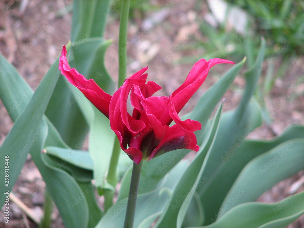 red fire tulip