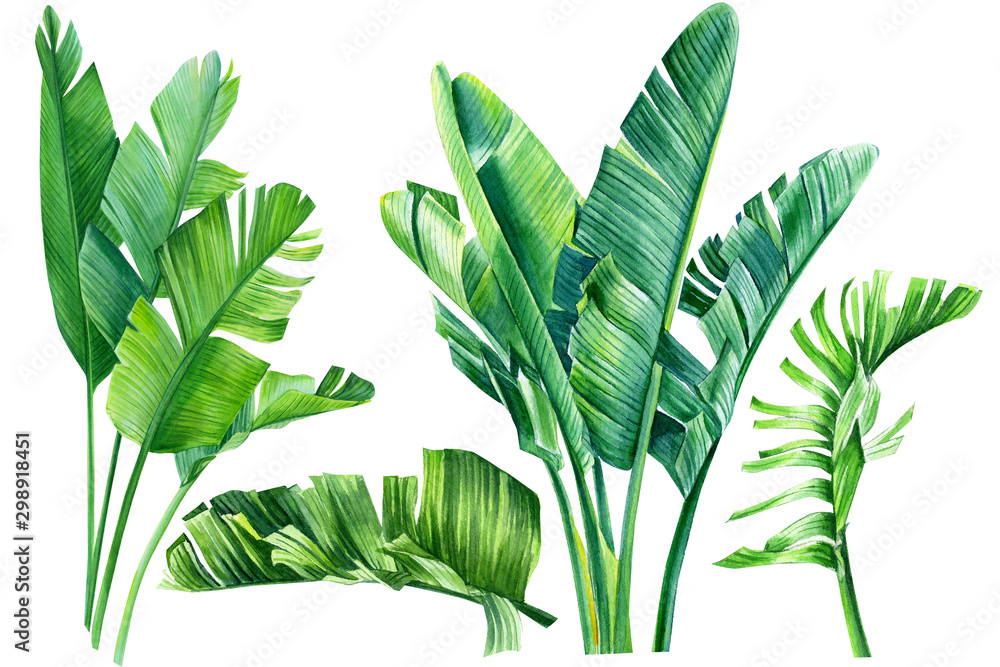 jungle design, set of strelitzia green  leaves on an isolated white background, watercolor tropical plants, botanical illustration, africa - obrazy, fototapety, plakaty 