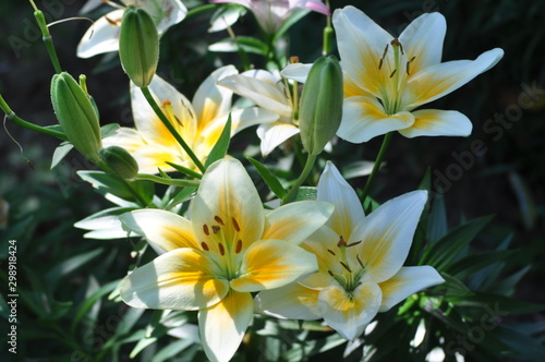 lilies yellow 3 