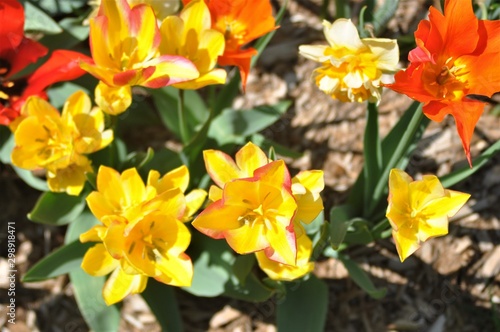yellow daffodils 2
