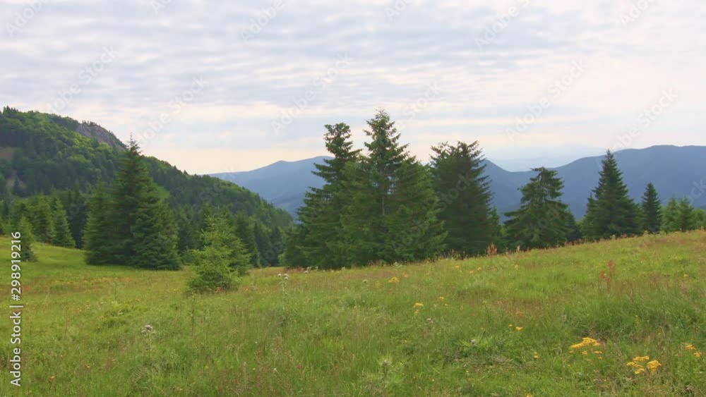 Beautiful forest and meadow in Mala Fatra national park, Slovakia. Hiking in Slovakia mountains near Maly Rozsutec. Fresh green nature in summer day, shortly after sunrise. Nice flowers on meadow Beautiful forest and meadow in Mala Fatra national park, Slovakia. Hiking in Slovakia mountains near Maly Rozsutec. Fresh green nature in summer day, shortly after sunrise. Nice flowers on meadow