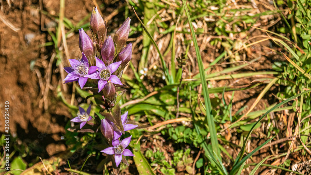 Beautiful alpine flowers at Fieberbrunn, Tyrol, Austria