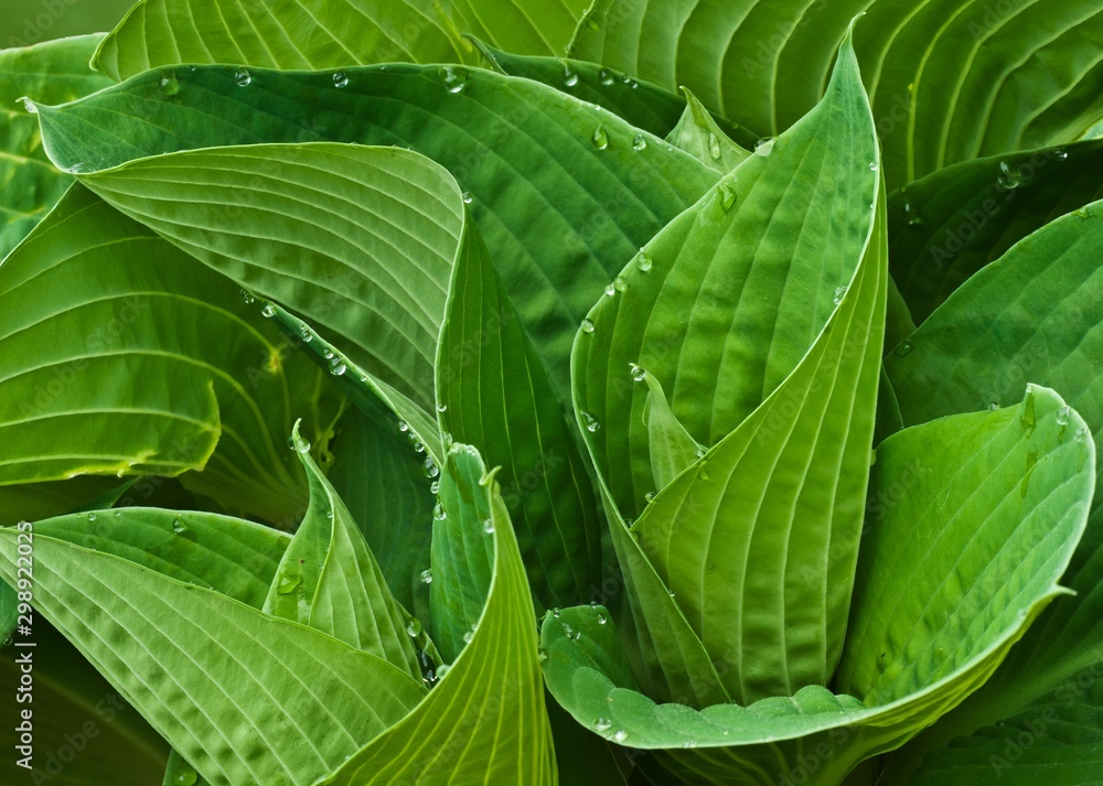 Guttation in hosta leaves (Hosta sp.) When excess moisture builds up ...