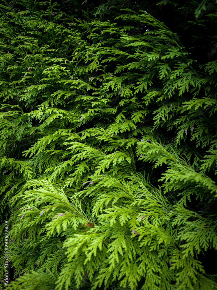 Green conifer tree leylandii texture Green conifer tree leylandii texture