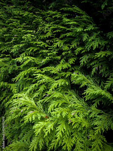 Green conifer tree leylandii texture