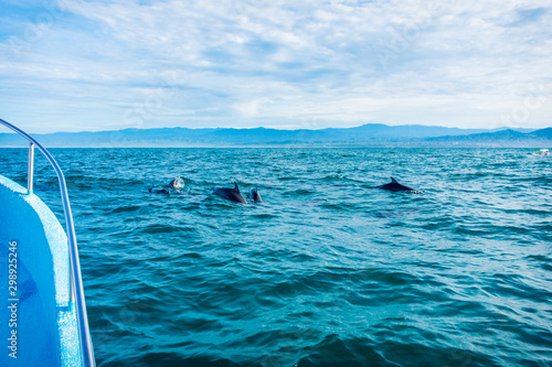 grupo de delfines comiendo