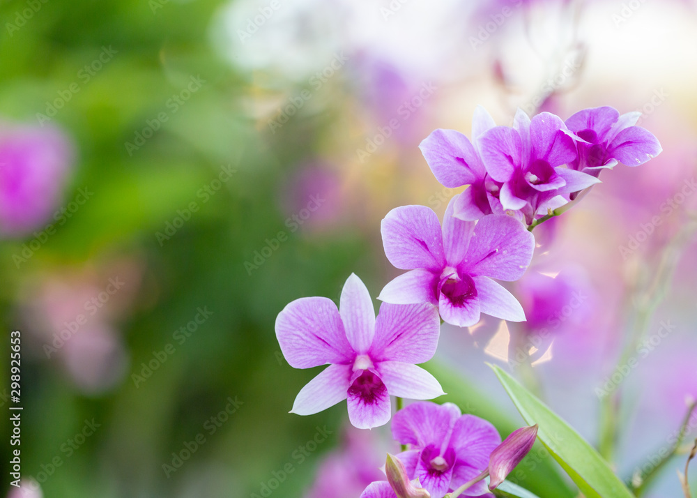 Obraz premium Pink orchid with blurred green background, copy space