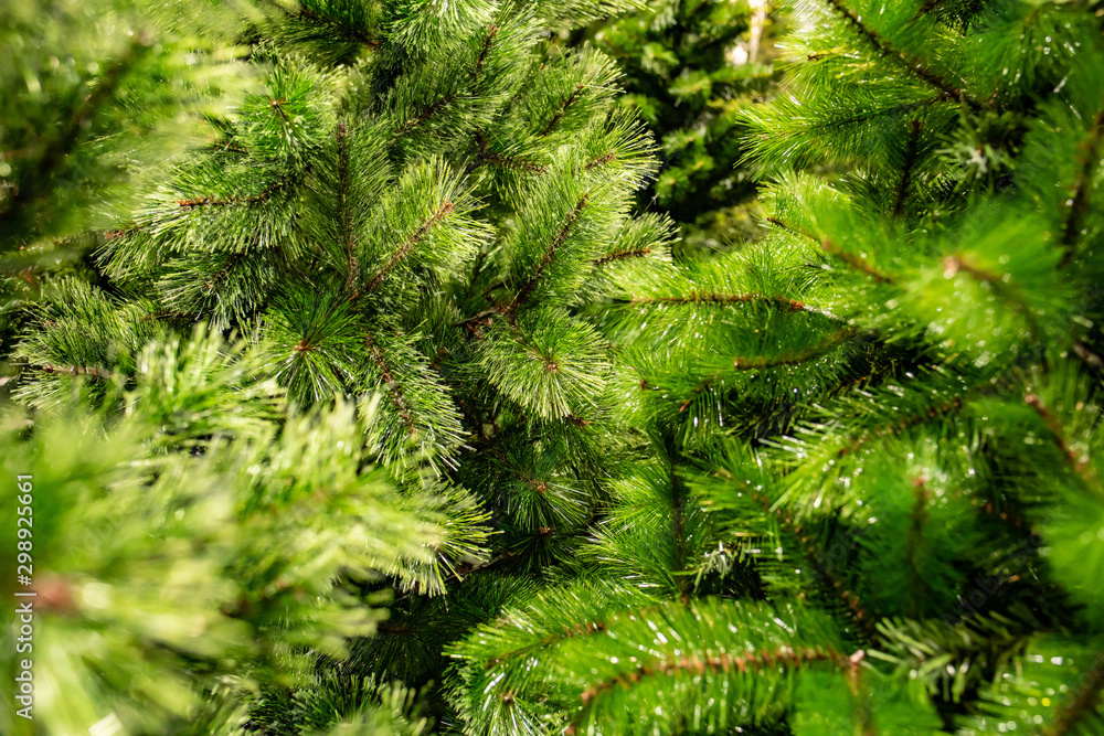coniferous green forest. Christmas tree branches before the new year