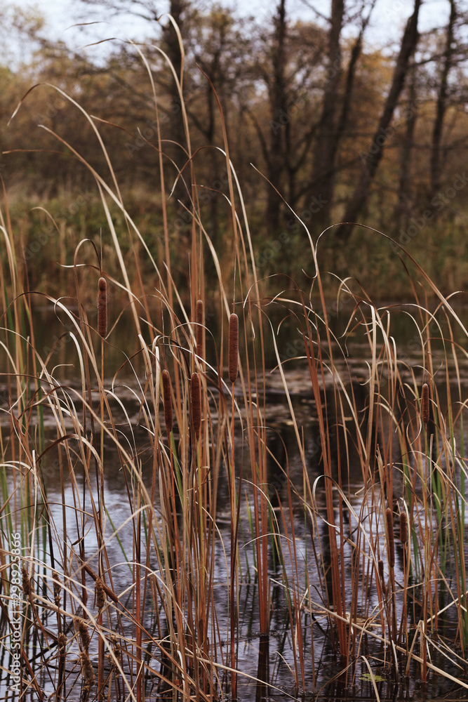 Baltic nature in autumn, forest and river Baltic nature in autumn, forest and river