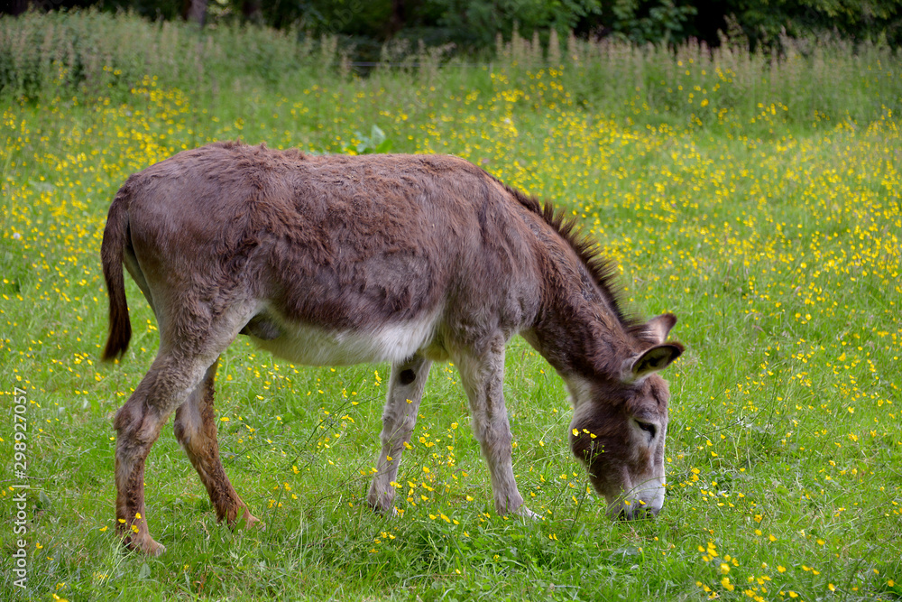 Brown donkey (Equus africanus asinus) grazing in a field with buttercups Brown donkey (Equus africanus asinus) grazing in a field with buttercups