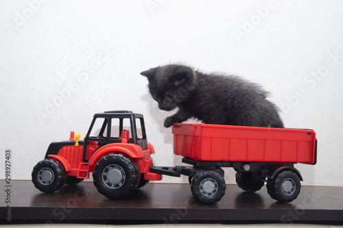 Little black kitten playing with toys . A pet. Small animal. Mammal.
