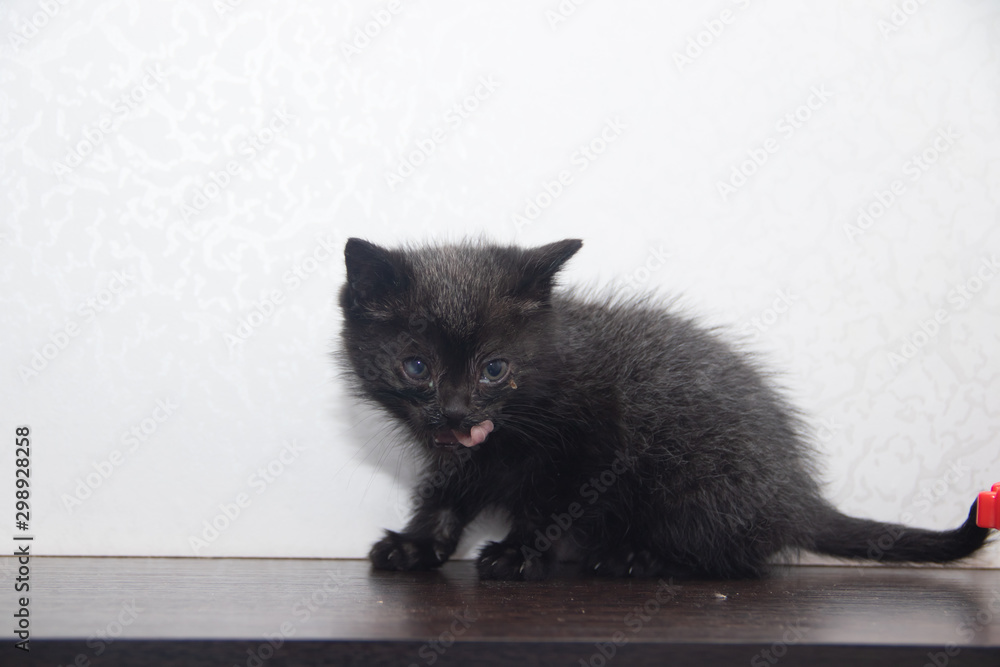 Fototapeta premium Little black kitten on white background . A pet. Small animal.